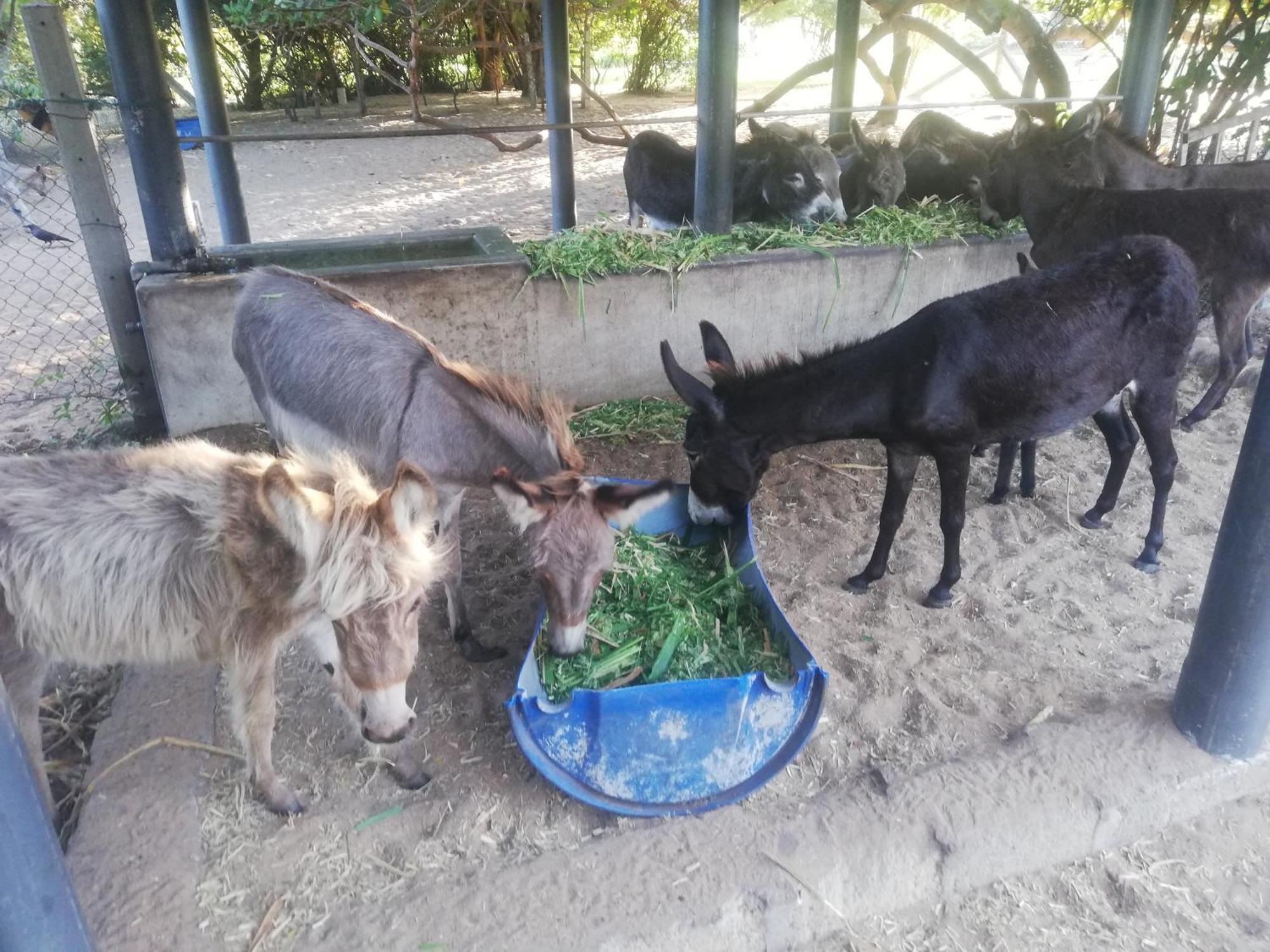Apartamento Donkey Clinic And Education Center Mannar Exterior foto